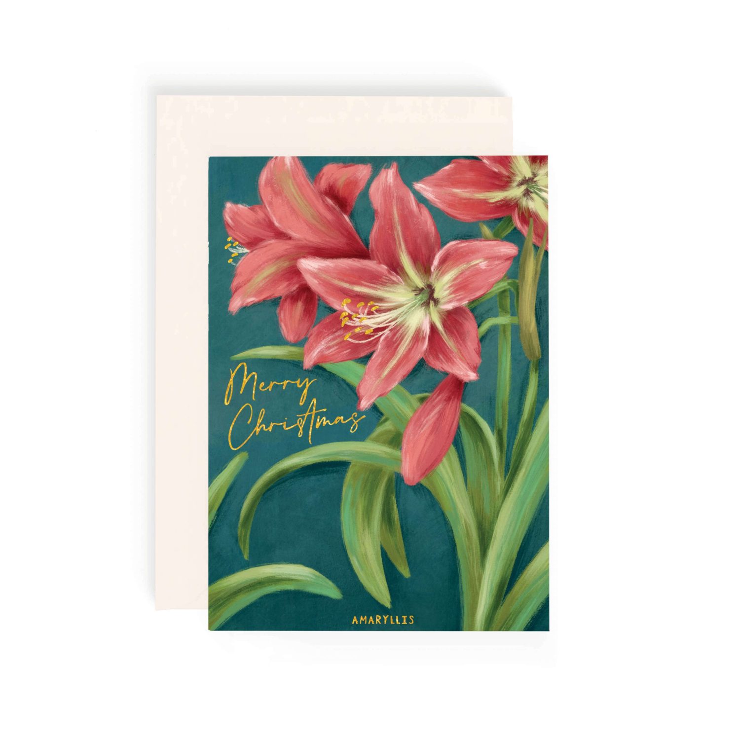 Amaryllis Christmas Card